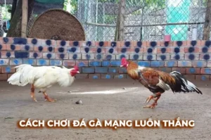 Cách Chơi Đá Gà Sabong Tại S666 Chinh Phục Đỉnh Cao 3 Cách Chơi Đá Gà Sabong Tại S666 Chinh Phục Đỉnh Cao