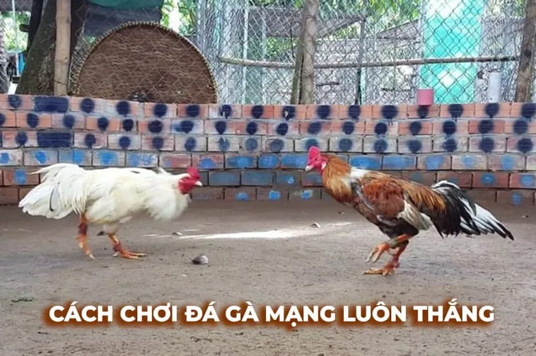 Cách Chơi Đá Gà Sabong Tại S666 Chinh Phục Đỉnh Cao 1 Cách Chơi Đá Gà Sabong Tại S666 Chinh Phục Đỉnh Cao
