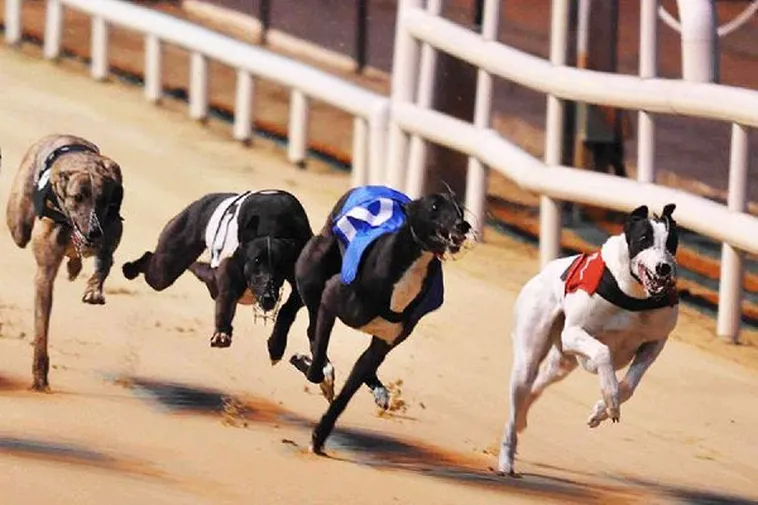 Cách Chơi Đua Chó S666 Từ Chuyên Gia Giúp Bạn Hốt Bạc 1 Cách Chơi Đua Chó S666 Từ Chuyên Gia Giúp Bạn Hốt Bạc