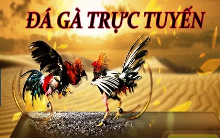 Đá Gà S666 Đỉnh Cao Đấu Trường Bất Bại Cho Kê Thủ